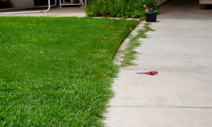 This was the small lawn in front of my HOA condo. The landscaper wasn't doing it, so I edged it myself with a pair of garden scissors. Look how much neater the lawn looks when its sides are trimmed.