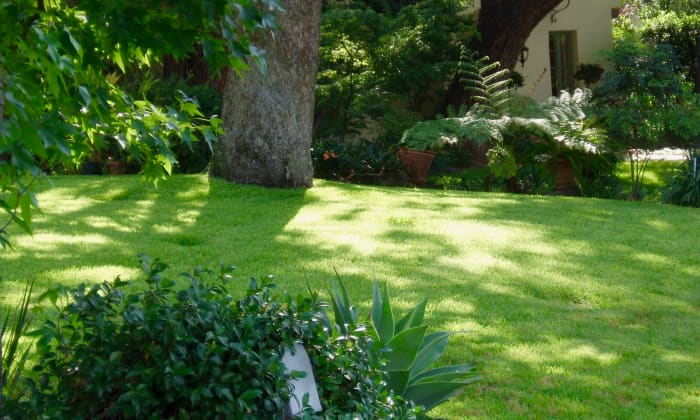This healthy lawn is growing in light shade. Where the shade gets heavier, the homeowner planted shrubs. Note how that imparts a relaxing, curvy look.