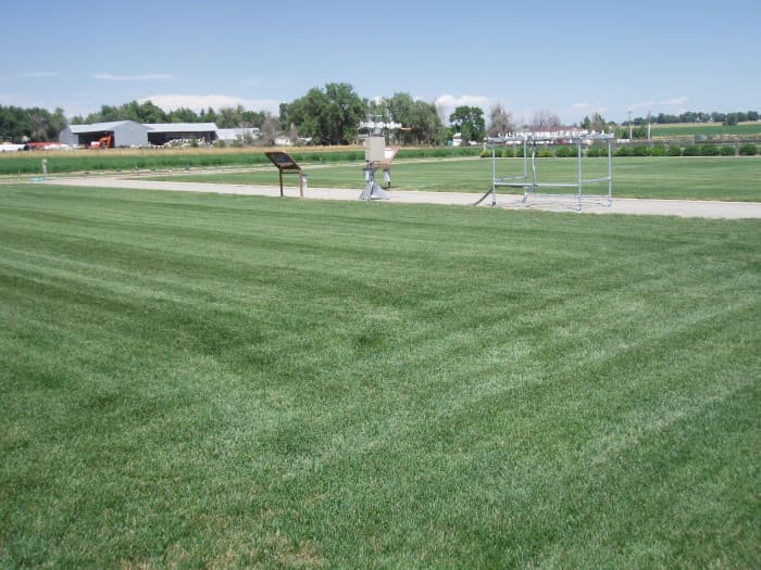 When I was visiting a friend in Colorado, we stopped to look at the demonstration garden of her regional water supplier. They were experimenting with 21 varieties of Kentucky bluegrass to see what would grow best there without extra watering.