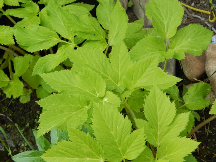 herb-of-angels-angelica-dengarden