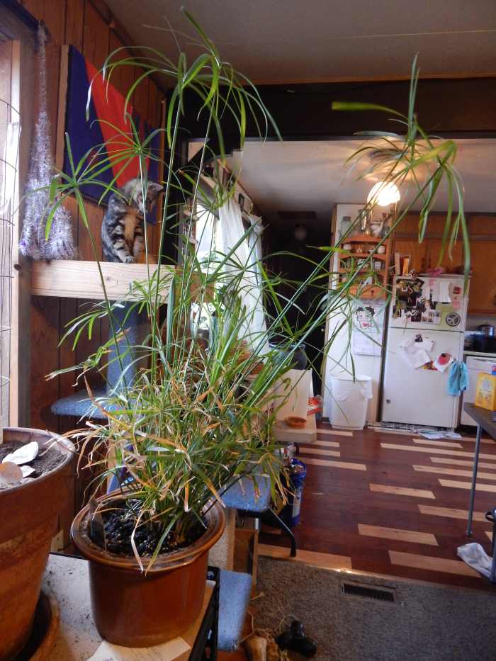 Growing Papyrus For the Love of Water Dengarden