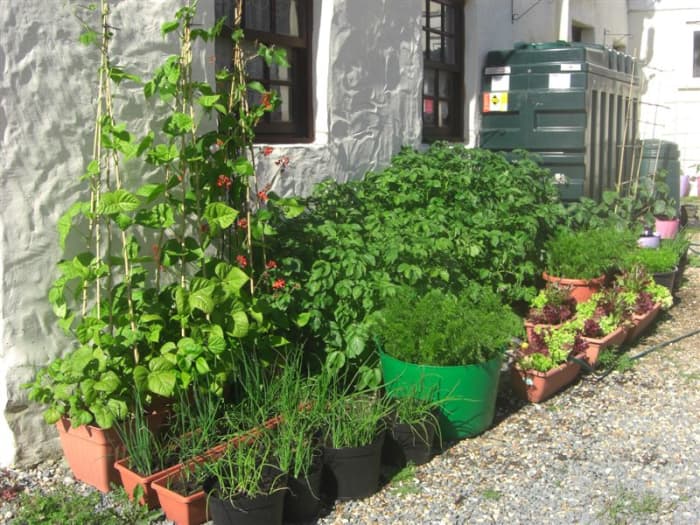 I grow vegetables in containers outside our front door. When the growing season is done, I have a lot of old compost to deal with.