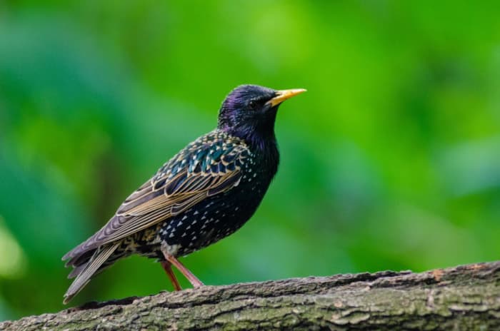 How to Keep Birds Off of Patio Furniture - Dengarden