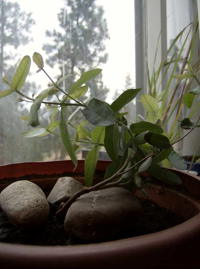 How to Grow Eucalyptus Indoors Tropical Houseplants Dengarden