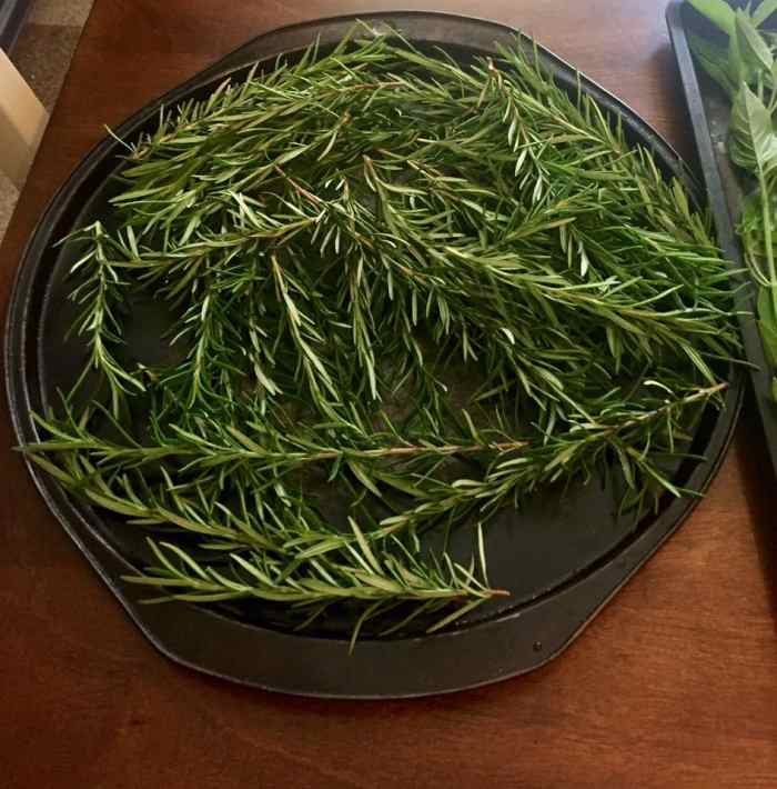 Tips for Growing Rosemary Dengarden