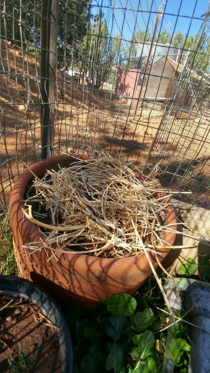 You may plant cloves of garlic in a pot. Do not over stock the pot so the growth of bulbs will not be inhibited. Mulch should be placed over the planting in a pot or patch of soil.