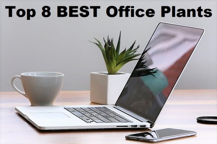 This guide will break down some of the best low-light and low-maintenance plants for your office.