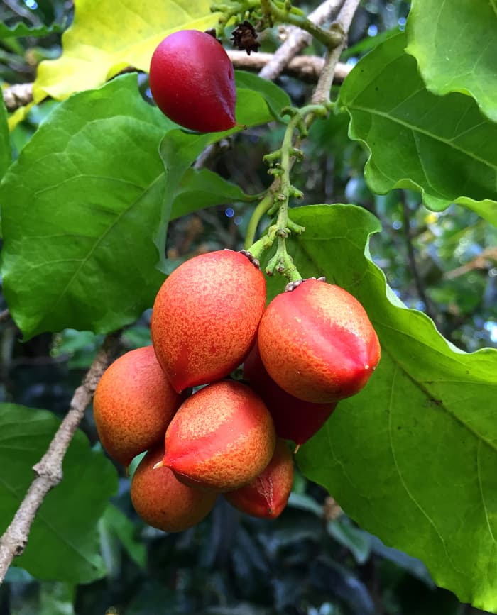 The Peculiar Peanut Butter Fruit of Tropical Hawaii - Dengarden