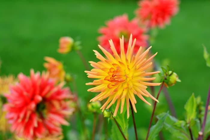 Cactus Dahlias. Cactus flowered zinnias are nearly identical looking. Not surprising because zinnias are in the same family as dahlias.
