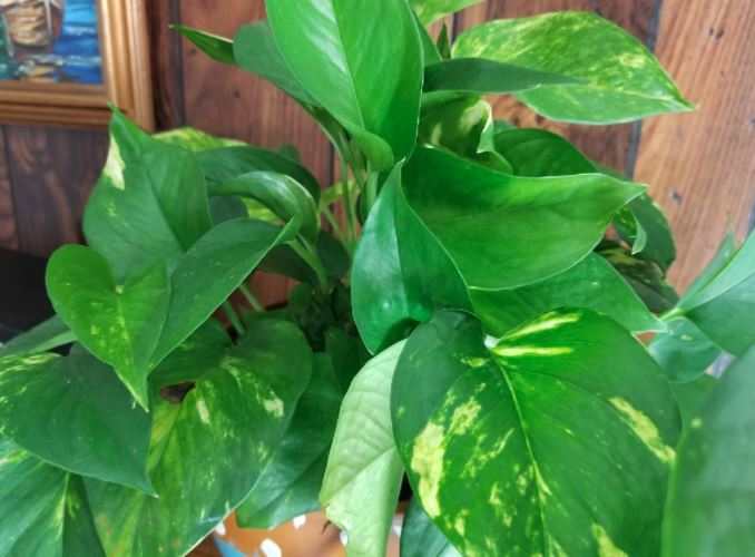 15 Easiest Houseplants to Grow for Beginners Dengarden