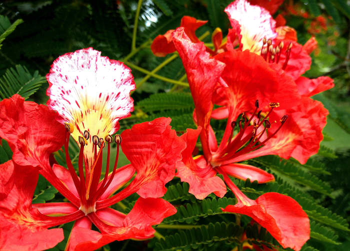 Flowers For Love: 12 Red Flowers Of Hawaii - Dengarden