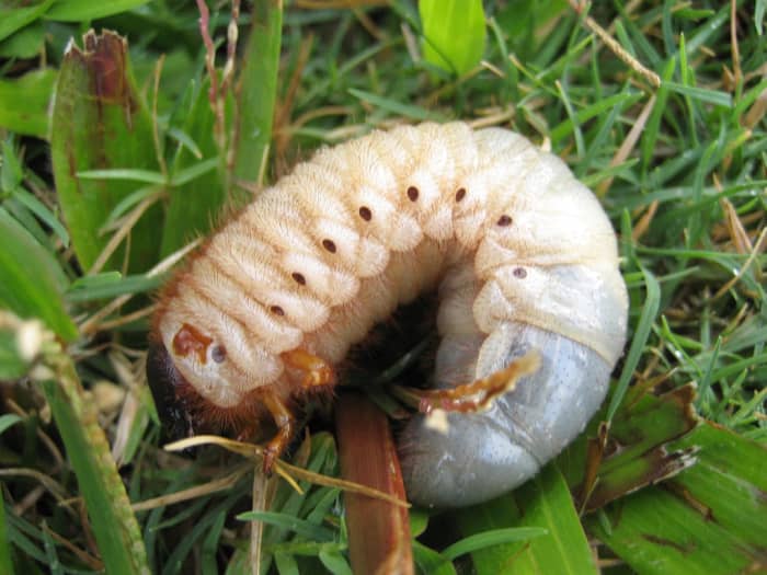 Use an insecticide as soon as pests appear, typically in the late spring or early summer.