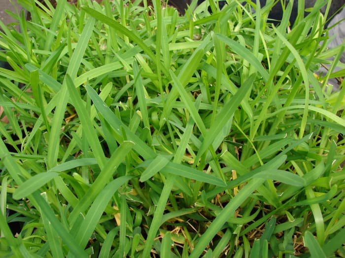 As a warm weather turf grass, St. Augustine grass flourishes in many parts of the southern United States.