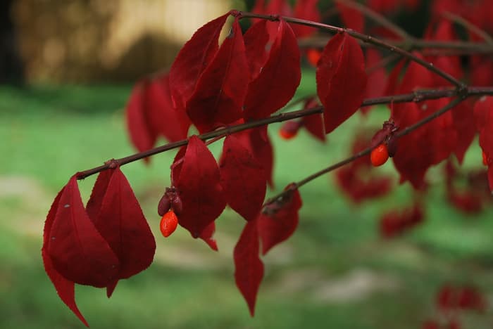 how-to-care-for-the-burning-bush-plant-dengarden