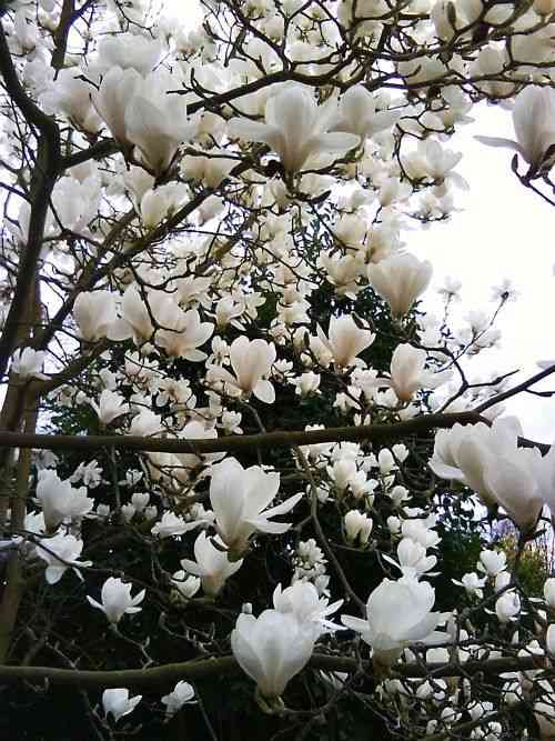 Ohio’s Blooming Magnolia Trees - Dengarden