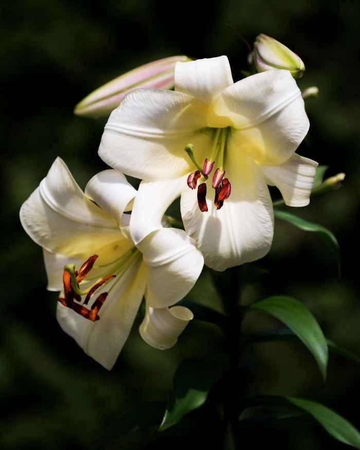 A Basic Guide to Easter Lily Care Dengarden