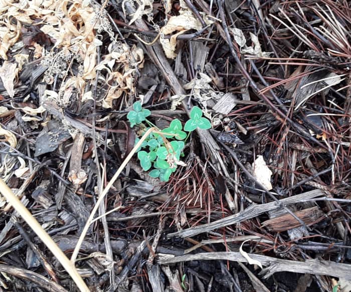 Clover is a very common nitrogen-fixing ground cover. Once added to lawn mixes, it is now considered a weed, thanks to the development of broadleaf herbicide. It comes in numerous varieties.