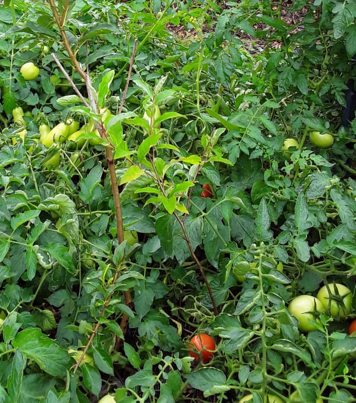 Autumn olive, or its less-invasive cousin, Goumi can be planted in the same hole with another fruit tree to feed it. The autumn olive should be kept smaller than the fruit tree that it is feeding to reduce competition.