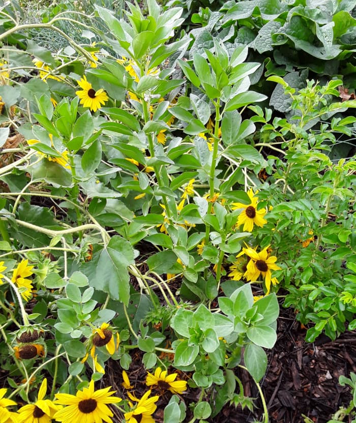 Fava beans are hardy perennial bean plants, useful for human and animal consumption. Like all legumes, Fava beans are able to fix nitrogen from the air into the soil.
