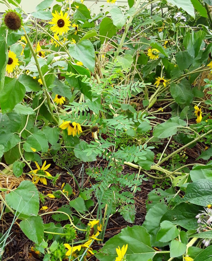 This desert indigo (center) will grow into an ornamental, nitrogen-fixing shrub that provides fertility to surrounding plants.