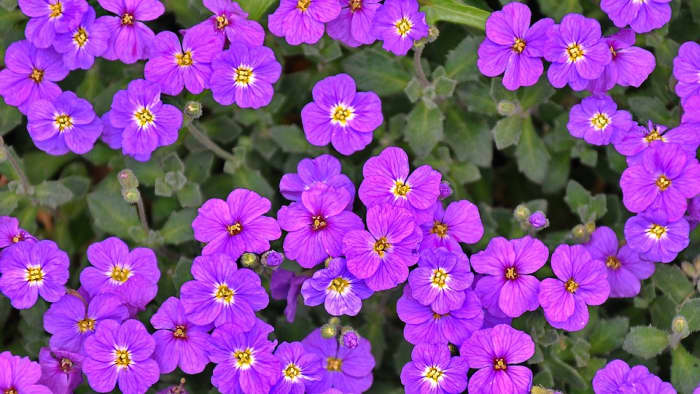 The perennial geranium will grow even larger and with more blooms than the year before.