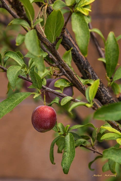The birds that visit our backyard picked our wild plum tree bare last year, and we are looking forward to them coming back this year for more of this delicious fruit.