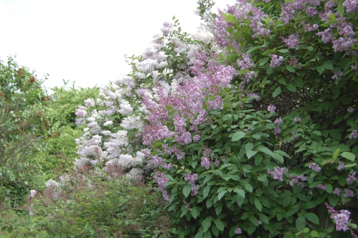 A lilac hedge planted with different cultivars. Some have already finished blooming (as shown by the brown spent flowers) while others are just coming into bloom.