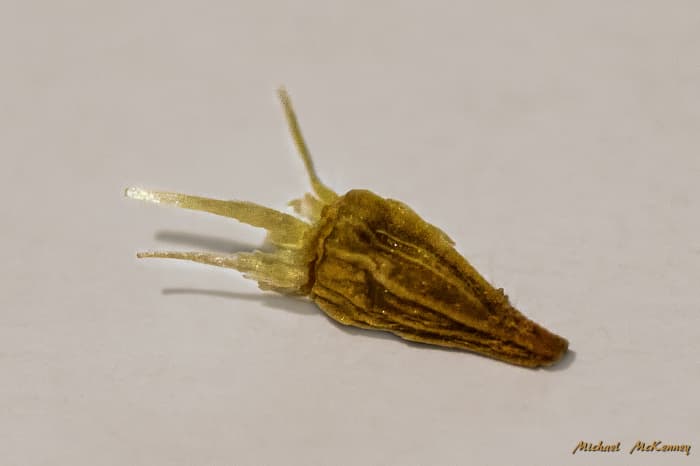 Although this seed has been magnified many times over you can see that it is not shaped like an ordinary flower seed. When you start looking for seeds to buy, they will probably be labeled as Gaillardia.