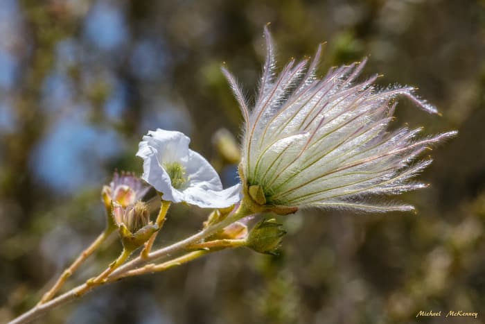 These white flowers are their most gorgeous when the pink, silky plumed seed heads are formed, covering the tips of the branches of the shrub.