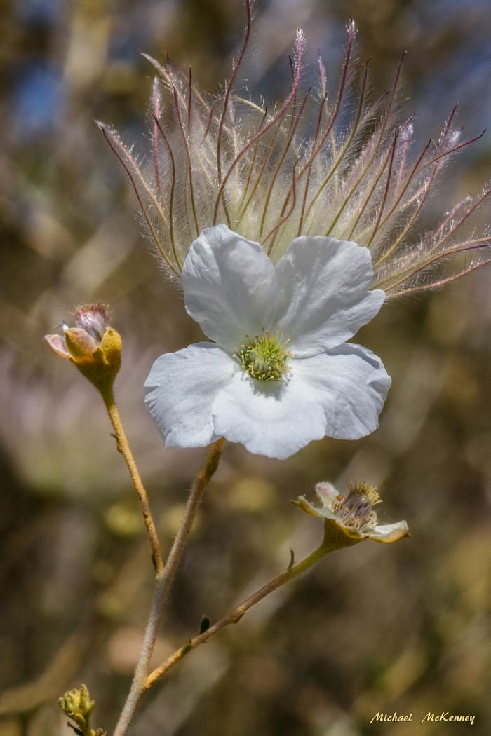 The Apache plume flowering at its most beautiful best. This is an ever-blooming flower that has five showy white petals.