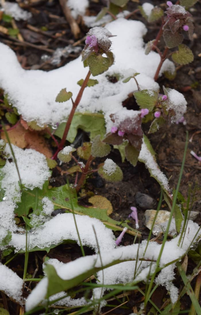 Weeds: Heal all (purple flower) and Dandelion leaves with blades of grass coming up."We don't let a little snow stop us."