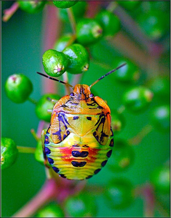 This is a colorful stink bug. These bugs have many different looks, but their shield shape remains pretty consistent so they should be easily recognizable.