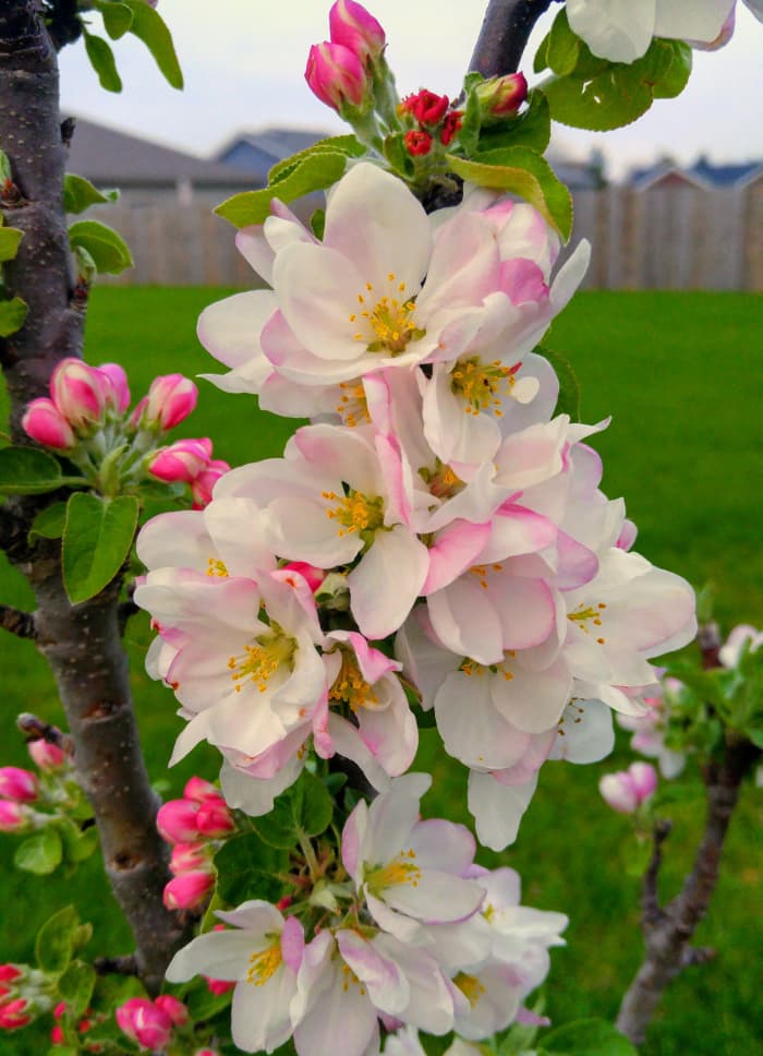 Urban apple trees. With a maximum height of 10 to 12 feet and a diameter of only 3 feet, they are ideal for small spaces.