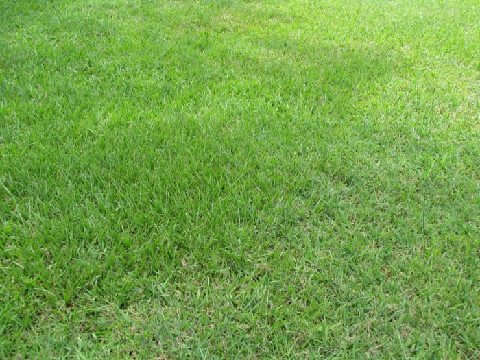 A full and healthy bahiagrass lawn crowds out weeds.