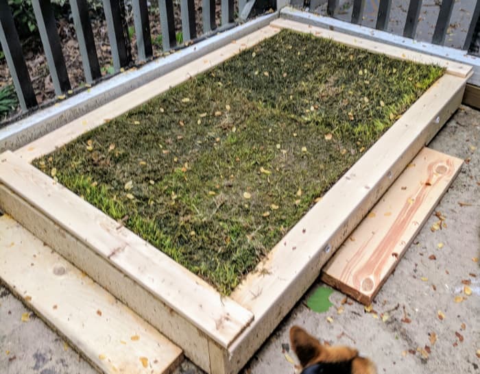 the sod has been placed on top of the screen. Mine is a little muddy from a day of rain while completing this project but it will look great after the sun comes out! You can also use any spare wood to add steps to your porch potty like I did!
