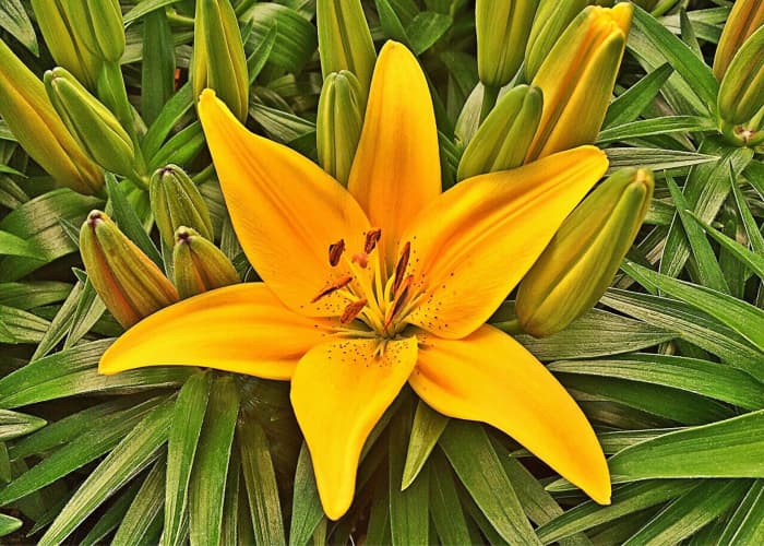 How to Care for Tiger Lilies - Dengarden