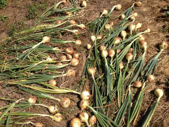 Growing Onions in Ohio Dengarden