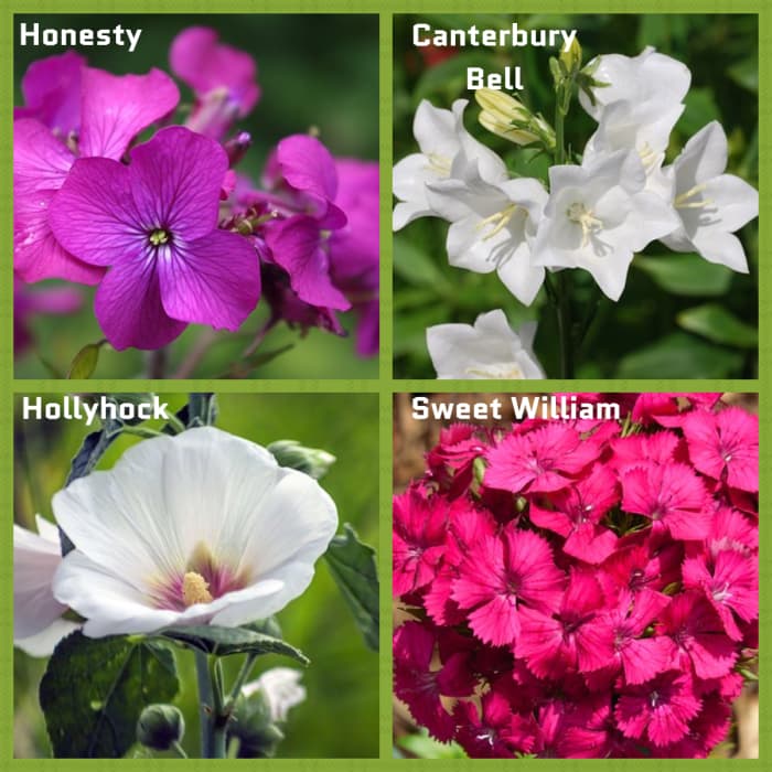 A selection of Biennial Plants in bloom
