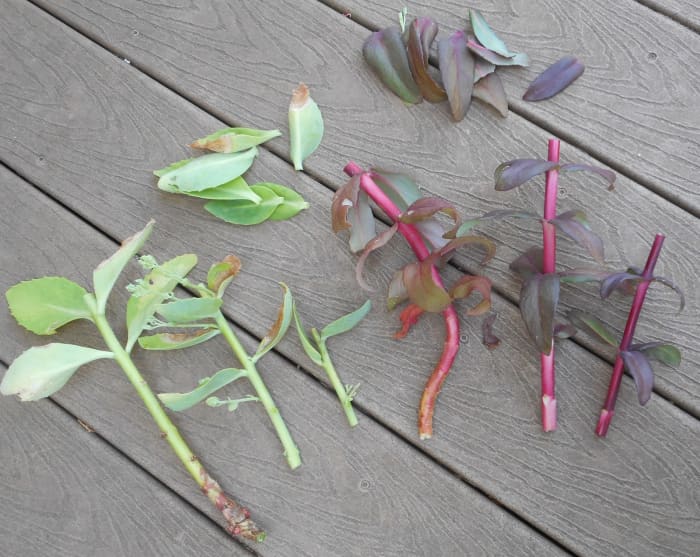 How to Propagate Sedum Using Seeds, Division, and Leaf or