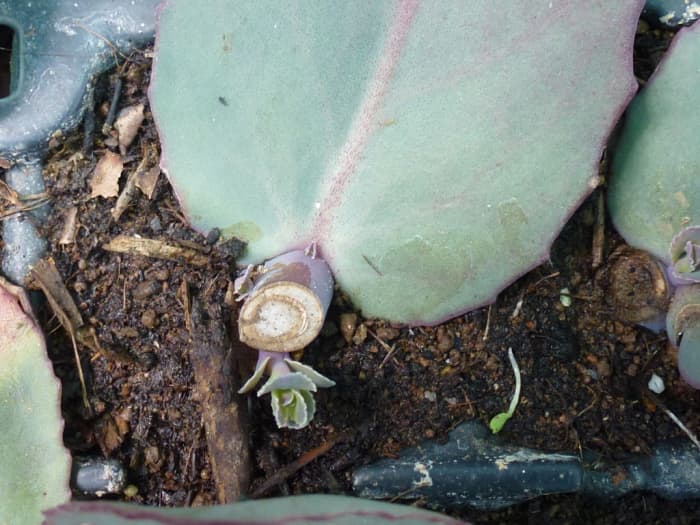 Propagating using leaf cuttings is a very effective way to get a lot more plants. In this photo, you can see that only a very small amount of the stem is attached to the leaf. New plantlets are beginning to grow at the base of the leaf.