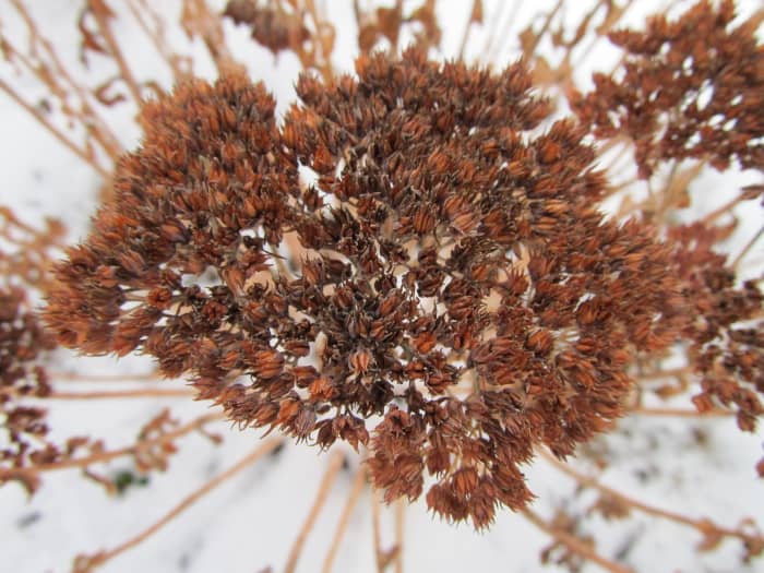 The tiny, thin sedum "Autumn Joy" seeds are within this seedhead. Always place your seedhead over a mesh wire screen to separate the delicate seeds from the remainder of the debris, as instructed in this article.