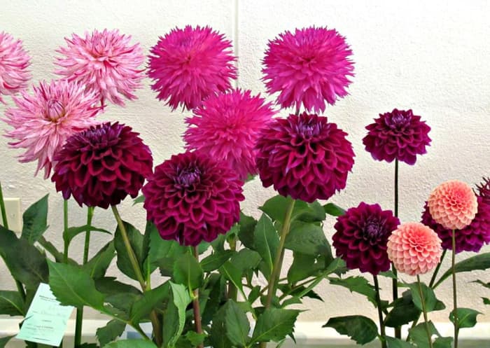 How to Plant, Grow, and Care for Ever-Flamboyant Dahlias - Dengarden