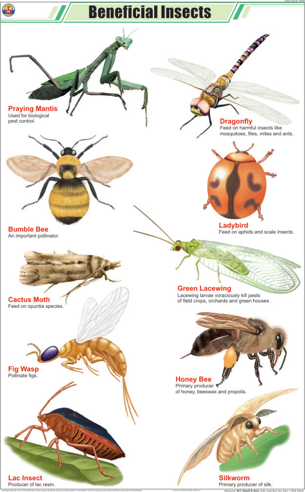Garden Pests: How to Control Armyworm Infestation & Damage - Dengarden