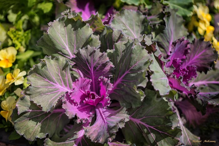 Ornamental kale, surrounded by other gorgeous flowers, makes an eye-popping container.