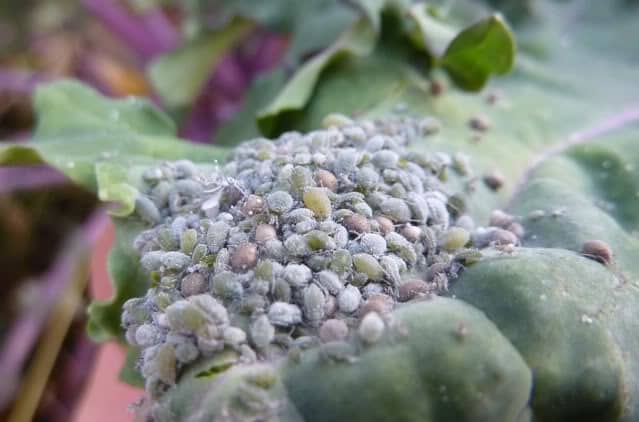 Dusty gray to dull green cabbage aphids are capable of forming large colonies on plants. Aphids also like to feed between leaf layers where most insecticides can't reach.