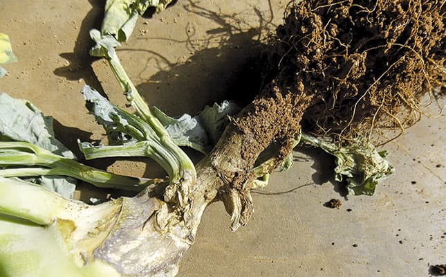 Blackleg is one of several diseases that can detrimentally affect your ornamental cabbage and kale, and there are no resistant varieties. It can only be managed and prevented with proper education.