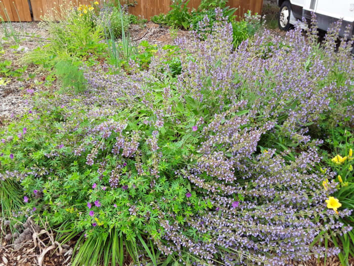 Any heathy plant can be used. This sage is out of hand and about to become mulch for the almond tree.