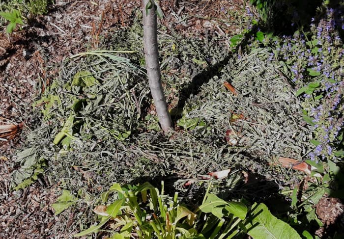 This is one wheelbarrow load, pulverized with hedge shears and applied around the almond tree. It is a mixture of sage, comfrey, oregano, bindweed, and rhubarb.