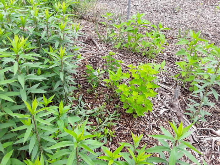 I chop and drop this goldenrod whenever it encroaches on this red currant or other desirable plants.
