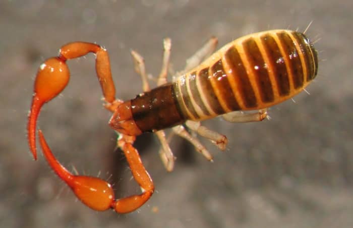 Pseudoscorpions are only about a half-inch long, which includes their pincers. They are harmless to humans and pets, so if you see one indoors, simply pick it up and relocate it outdoors